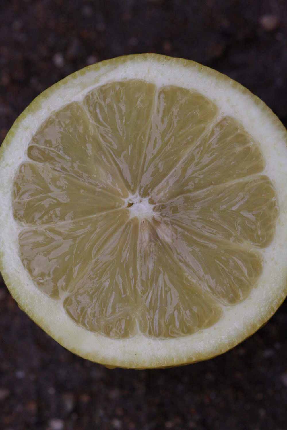                Fruit cross-section (Monroe, Riverside,   CA)       